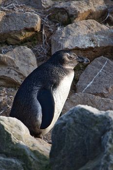 Pinguïn tussen de rotsen