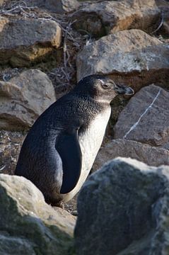 Penguin among the rocks by Erika van Elst