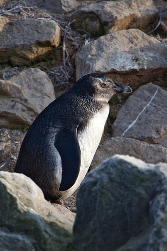 Pinguïn tussen de rotsen