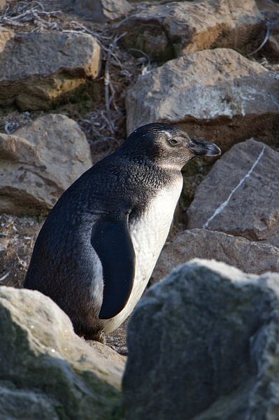 Penguin among the rocks by Erika van Elst