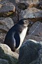 Penguin among the rocks by Erika van Elst thumbnail