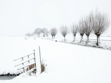 Een sneeuwbui kleurt het landschap wit in de polder - Noordeloos