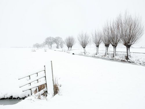Een sneeuwbui kleurt het landschap wit in de polder - Noordeloos