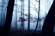 Mystischer Wald 015 von Oliver Henze Miniaturansicht