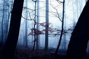 Forêt mystique 015 sur Oliver Henze