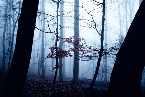 Mystic Forest 015