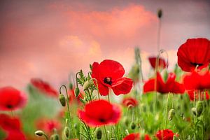 Mohn mit untergehender Sonne von Coby Bergsma