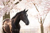 Paard onder de bloesem boom