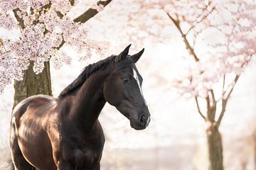 Pferd unter blühendem Baum von Daniëlle Kock