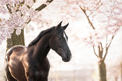 Horse under blossom tree