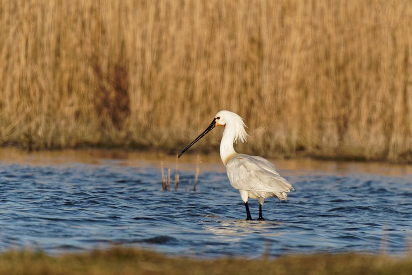 Spoonbill by Roos Piek
