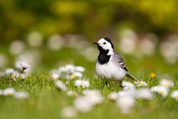 Bachstelze zwischen den Gänseblümchen von Gersom Barendregt