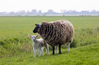 Schaap met lammetje