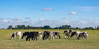 Cows with seagulls