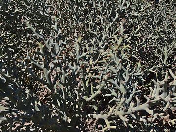 Close-up van een Euphorbia stenoclada plant van Timon Schneider