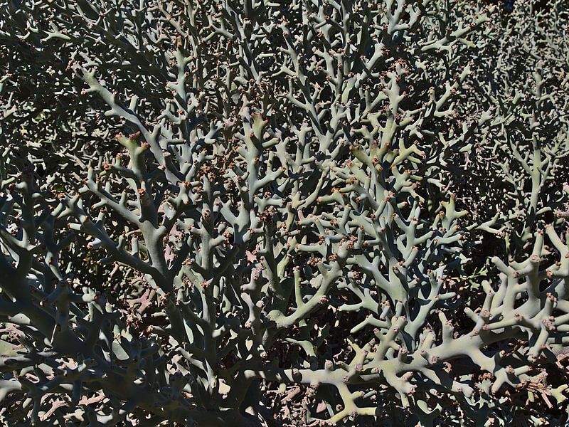 Gros plan sur une plante d'Euphorbia stenoclada par Timon Schneider