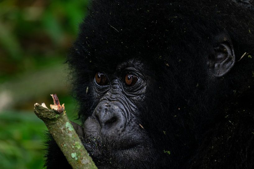 The silent power of Mgahinga - An encounter with mountain gorillas by Rick Massar