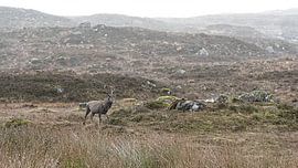 Edelhert in de Schotse hooglanden van Jan Linskens