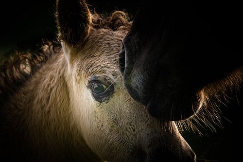Portrait d'un cheval Konik