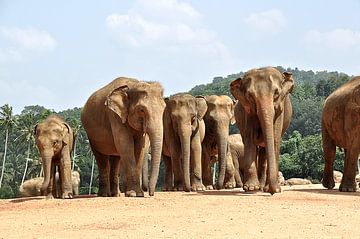 Elephants in reserve Sri Lanka by Frans van Huizen