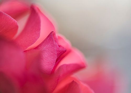 Rose Roos om verliefd op te worden