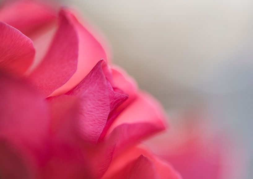 Pink Rose von Alex Hiemstra