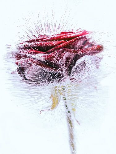 De roos
