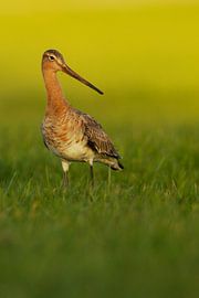 Schwarzschwanzschnepfe auf der Wiese von Jeroen Stel