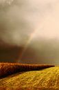 Regenboog boven korenveld van Assia Hiemstra thumbnail