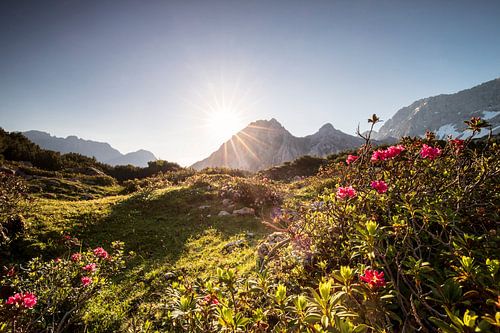 soleil du matin en été Alpes sur les fleurs sauvages