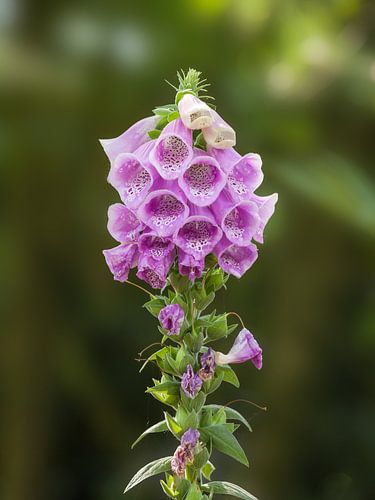 Purple foxglove flower