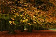 L'automne dans le parc par Ingrid Van Damme fotografie Aperçu