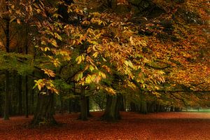 Herbst im Park