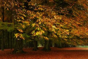 L'automne dans le parc sur Ingrid Van Damme fotografie