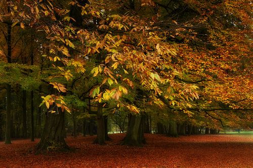 Herfst in het park