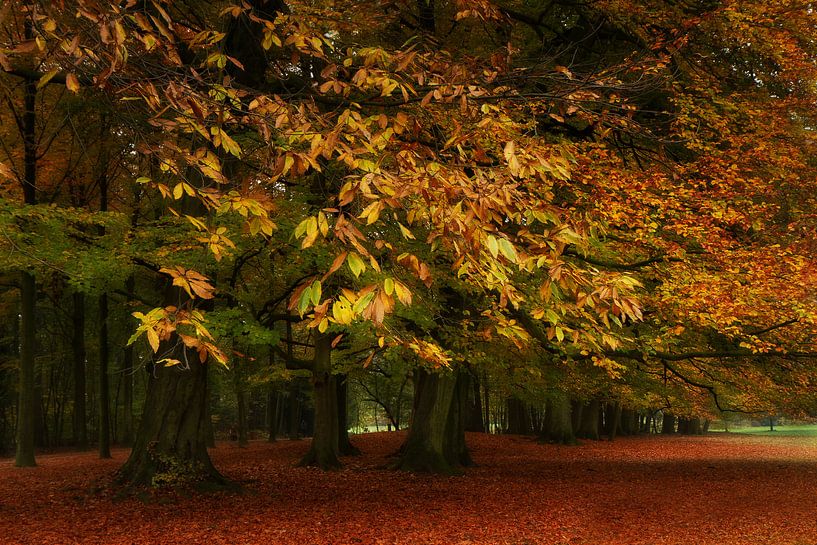 L'automne dans le parc par Ingrid Van Damme fotografie