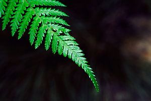 Palmengarten IV von Insolitus Fotografie