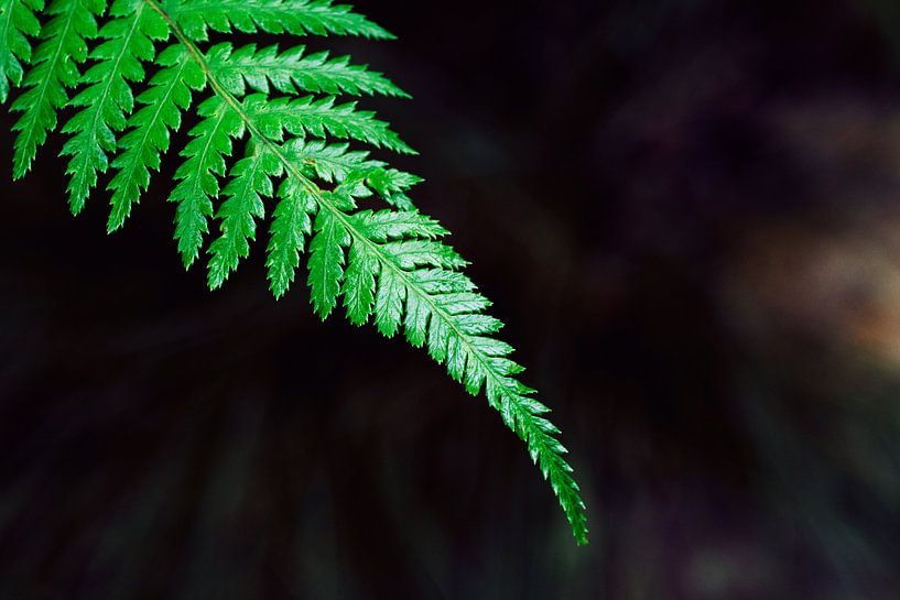 Palmengarten IV van Insolitus Fotografie