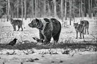 The bear and the pack