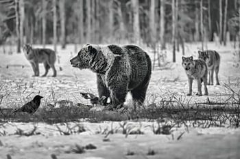 The bear and the pack