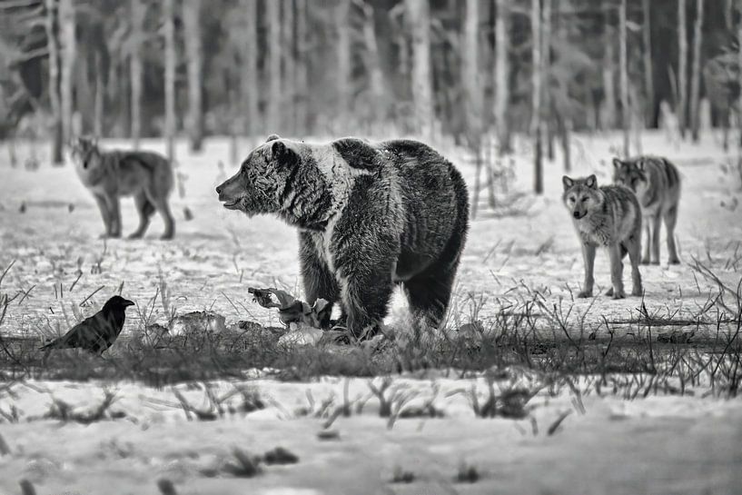 The bear and the pack by Patrick Haleyt Photography