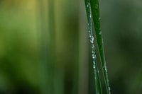 Drops on green