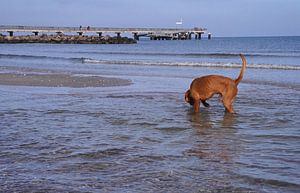 Wasserspiele an der Ostsee mit einem Magyar Vizsla.