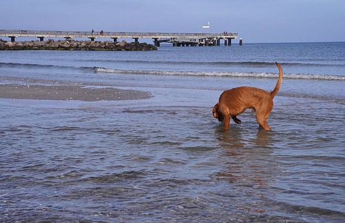 Waterspelletjes aan de Baltische Zee met een Magyar Vizsla.
