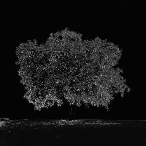 Arbre solitaire