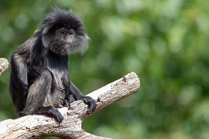 Javaanse Langoer by Arnold van der Horst