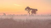 Kalmthoutse heide