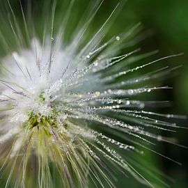 Étoile de rosée sur Martine Affre Eisenlohr