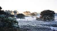 Mistige winterse heide met een laagje rijp bij zonsopgang van Yvette Baur thumbnail