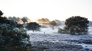 Neblige Winterheide mit einer Raureifschicht bei Sonnenaufgang